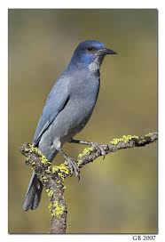 Common Birds Of Southern Arizona Pinyon Jay By Glenn Bartley Common In Pinon Juniper Woodlands Arizona Birds Birds Jay Bird