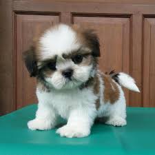 Why buy a shih tzu puppy for sale if you can adopt and save a life? Best Cheap Teacup Shih Tzu Puppies Near You Pet Store 3 Photos Facebook