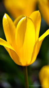 Wallpaper cantik cantik wallpapers for free download ll gl gallery. Gambar Wallpaper Cantik Snow Crocus 720x1280 Wallpaper Teahub Io