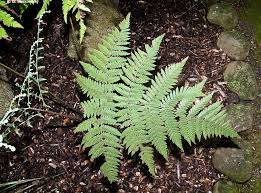 Image result for Lastreopsis