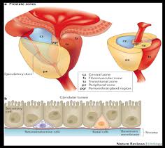 Image result for Prostate Anatomy
