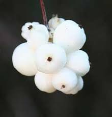 Common snowberry snowberry can grow in sun or part shade, in moist, dry, even poor soils. Symphoricarpos Albus Snowberry Pfaf Plant Database