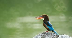Kingfisher Kingfisher Animals Birds