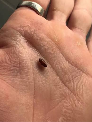 What are these seeds found behind freezer and in washer?