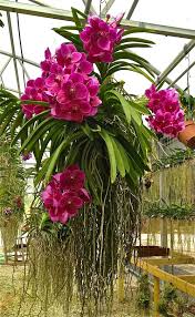 epingle par eliana degani sur orchids photo orchidee fleur orchidee fleurs insolites