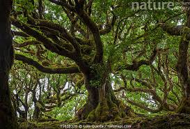 Image result for Ocotea