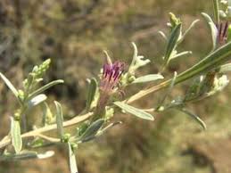 Image result for Pechuel-Loeschea leubnitziae