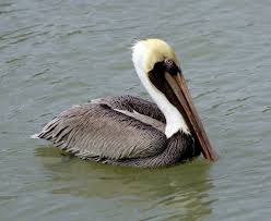 When fish congregate in the shallows. Louisiana State Bird Brown Pelican