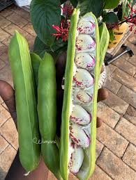 Image result for Canavalia gladiata