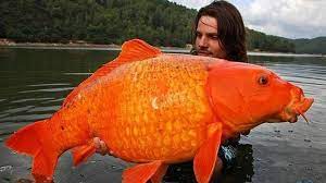 Some people say they can grow as large as the fish tank! Biggest Goldfish Largest Goldfish How Big Do Goldfish Get