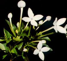 Image result for Bouvardia longiflora