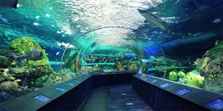 Ripleys Aquarium Tunnel With 360 Views Of Sealife Ripley Aquarium Aquarium Famous Landmarks