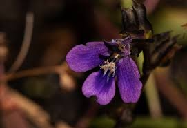 Image result for Crepidorhopalon goetzei