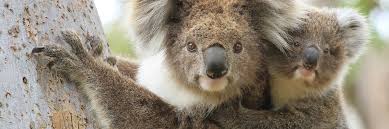 Check out great deals for black friday , gifts for mother's day , gifts for him , gifts for her , gifts for couples , birthday gifts. Where To Spot Koalas In Victoria Holiday Articles Luxury Tailor Made With Wexas Travel