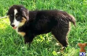 2 blue merle males, nbt | 1 black tricolor male, long tail 3 black tricolor girls, long tail. Australian Shepherd Puppy For Sale Sissy Nbt Black Tri F 3 Years Old