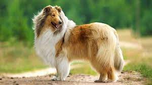 Which is the best breed of creekwood collie? Collie Price Temperament Life Span