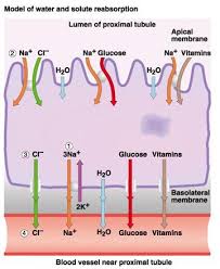 The Excretory System Excretory System Body Systems Biochemistry