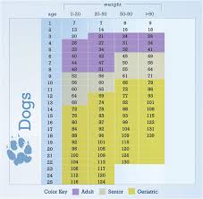 How Old Is Your Dog In People Years Tucson Vet