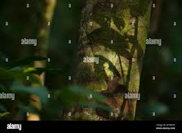 Image result for Thomandersia