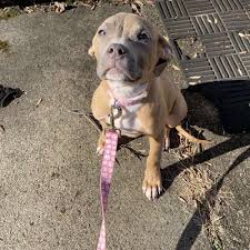 Adoption fees help us cover the costs of vet bills, prescriptions, food, supplies, grooming and *trial adoptions apply to all dogs over 6 months, but does not apply to puppies who are considered. Adopt A Pit Bull Puppy Near Philadelphia Pa Get Your Pet