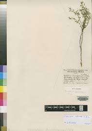 Image result for Melolobium