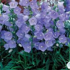 Campanula Persicifolia Takion Blue Johnstown Garden Centre Ireland Plants Bulb Flowers Planting Flowers