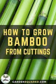 Bamboos Are Among The Fastest Growing Plants However The Growth Rate Is Highly Dependent On The Soil Con Growing Bamboo Bamboo Plant Care Lucky Bamboo Plants
