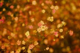 We did not find results for: The Landscape Of Artificial Flowers Is Very Beautiful Stock Image Image Of Decorative Flower 166157329