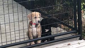 Adoption and clinic fees do not cover the full cost of our extensive animal and community services therefore we rely on the generosity of private donors each animal's adoption fee is located on their profile under the adopt a dog and adopt a cat pages. Cmpd Animal Care Control Asking For Emergency Foster Homes