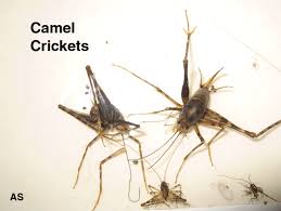There exist various reason you should have a cricket insecticide nearby. Camel Crickets And Camel Cricket Control