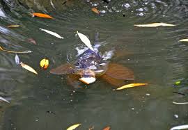 Peche De Carpes A La Mouche Clem Flyfishing Com