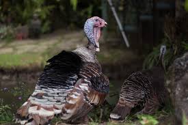 In the us, the average male is 1.77 m tall. Heritage Turkey Production Research It S Profitable But More Difficult Penn State University