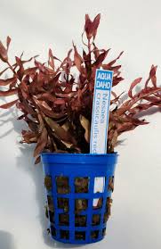 Image result for Nesaea crassicaulis