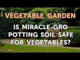 I am hearing nowadays that miracle grow might be is harmful. Is Miracle Gro Potting Soil Safe For Vegetables Youtube