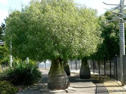 Visit To The Geelong Botanic Gardens In Spring 2014 Australian Plants Botanical Gardens Plants