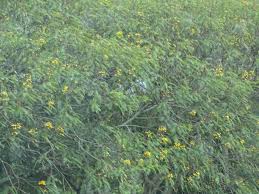 Image result for Peltophorum pterocarpum