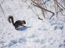 See more ideas about ice skating, outdoor skating rink, outdoor. Parc Jarry Regional Municipal Park In Montreal Familyactivities Ca