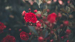 February 17, 2021april 12, 2019 by admin. Roses Aesthetic Pc Wallpapers Wallpaper Cave
