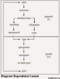 Tumbuhan paku dan tumbuhan berbiji. Dunia Flora 1 2 Semoga Awet