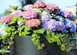 25 Hydrangea Flower Pot And Planter Arrangements Photos Home Stratosphere Hydrangea Potted Growing Hydrangeas Flower Pots