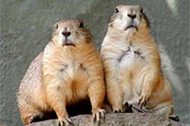 Image result for Cynomys gunnisoni obrázek