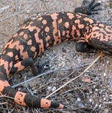 The administration office is the central point of the tribal education department. Gila Monsters Get Their Time In Sun Local News Tucson Com