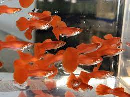 Trio Albino Full Red Guppy Very Rare Guppies 1795 Expedited Shipping Lepistes