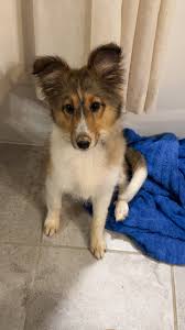 LUCY IS HOME!!!******* This baby is in mt Vernon by the elementary school