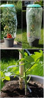 It was added to the drum kit in the early part of the 20th century. Tomatenhut Starter Set 3 Tlg Jetzt Bestellen Bei Tomgarten De Tom Garten Pflanzen Tomatenpflanzen