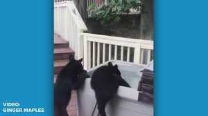 Recently, they started manufacturing more affordable hot tubs while maintaining outstanding in quality. Adorable Watch As Gatlinburg Bear Cubs Hop In A Hot Tub To Beat The Heat Cuddle With Mom Wbir Com