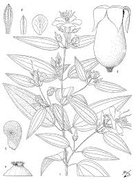 Image result for Melastomastrum segregatum