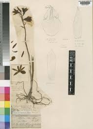 Image result for Orthochilus mechowii