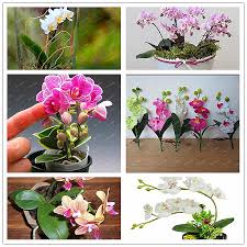 200 Pcsbag Unique Rainbow Butterfly Orchid Seeds Mixed Colors Balcony Ornamental Plants Mini Phalaenopsis Bonsai Orchid Seeds Bonsai Plants Ornamental Plants