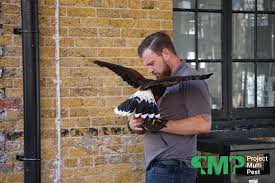 Copyright © 2016 jg environmental pest and bird control in and around london. Bird Control London Falconry For Pest Pigeons Seagulls